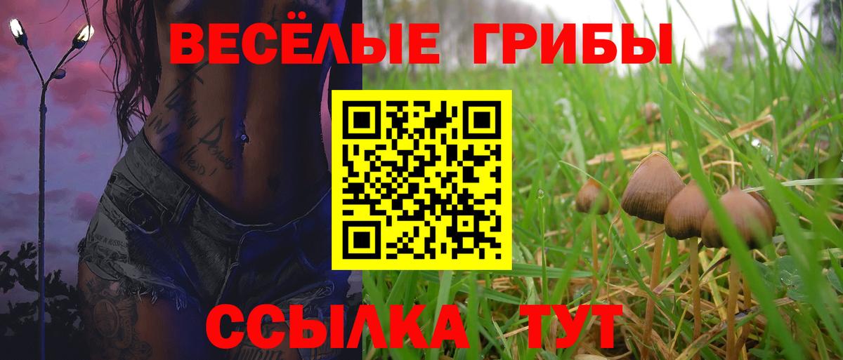 Ачхой-Мартан  продажа наркотиков  Вход с VPN  Псилоцибиновые грибы ЛСД  Псилоцибиновые грибы Psilocybine cubensis 